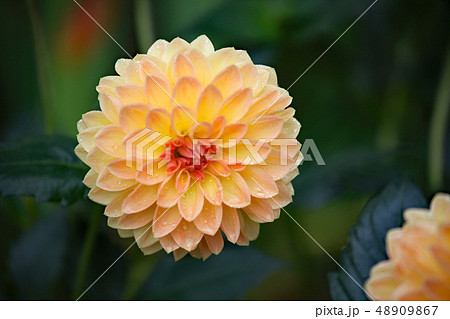 ダリアの花 48909867