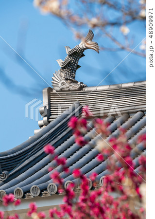 白石城と梅の花 白石城と梅の花 48909971