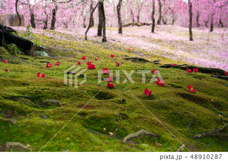 京都市伏見区城南宮の梅と落ち椿を撮影 48910287