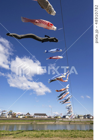 鯉のぼり 北上展勝地 鯉のぼり 北上展勝地 48910782