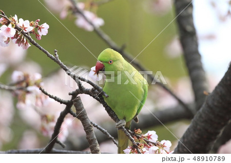 桜の花を食べる野生のワカケホンセイインコ 48910789