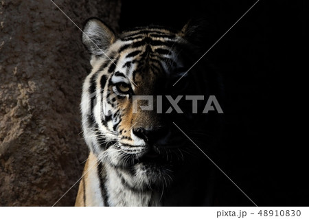 狙う虎： The tiger is the assassin 48910830
