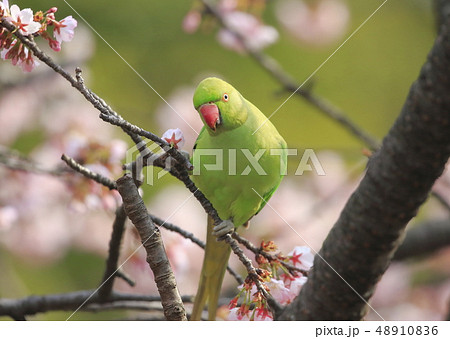 桜の花を食べる野生のワカケホンセイインコ 48910836