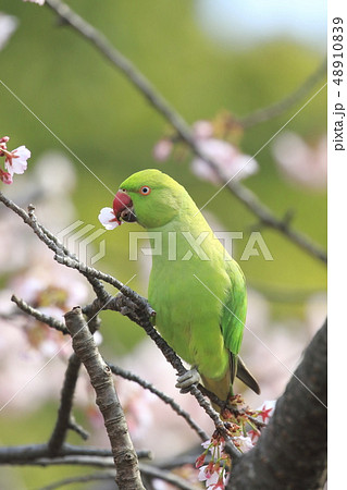 桜の花を食べる野生のワカケホンセイインコの写真素材 4109