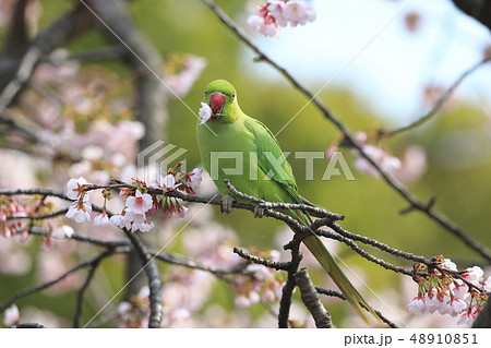 桜の花を食べる野生のワカケホンセイインコ 48910851