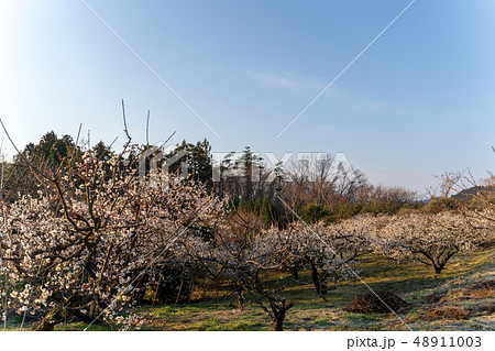 早朝の梅の花 青空 早朝の梅の花 青空 48911003