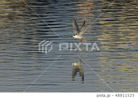 クロハラアジサシ 48911525