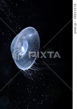 オワンクラゲ 48911578
