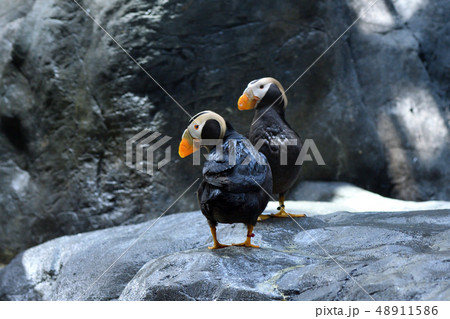 エトピリカ 48911586