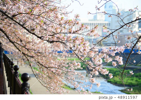 神奈川県横浜市戸塚区 戸塚柏尾川沿いの桜 神奈川県横浜市戸塚区 戸塚柏尾川沿いの桜 48911597