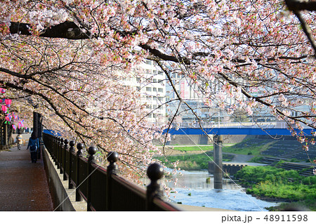 神奈川県横浜市戸塚区　戸塚柏尾川沿いの桜 48911598