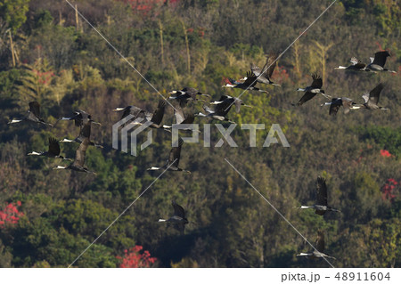 ナベヅル ナベヅル 48911604