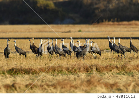 ナベヅル 48911613