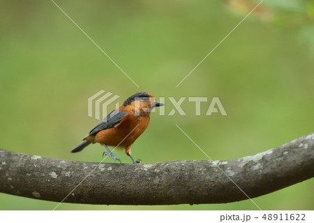 弁慶ヤマガラ 弁慶ヤマガラ 48911622