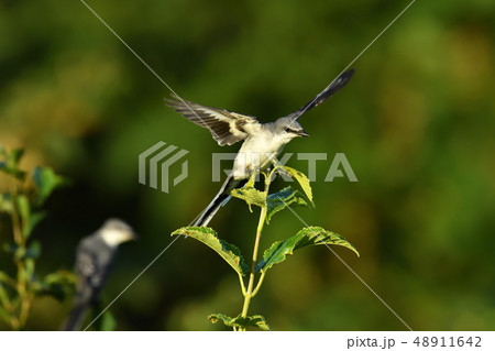 サンショウクイ 48911642