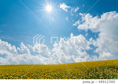 ひまわりと太陽 ひまわりと太陽 48912300