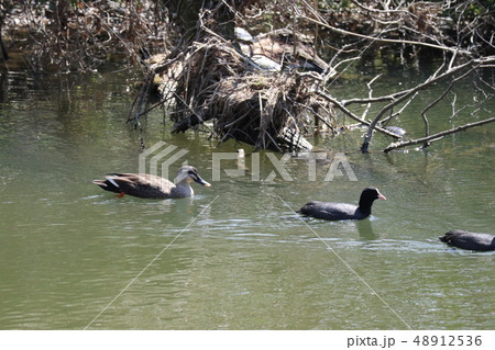 山口椹野川の水鳥 山口椹野川の水鳥 48912536