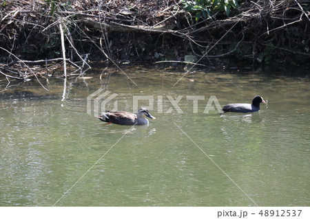 山口椹野川の水鳥 山口椹野川の水鳥 48912537