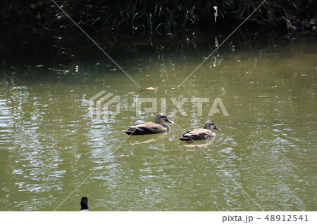 山口椹野川の水鳥 山口椹野川の水鳥 48912541