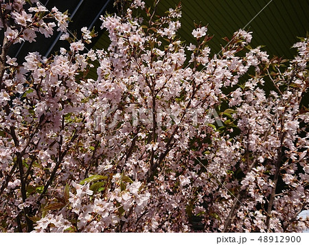満開の啓翁桜 48912900