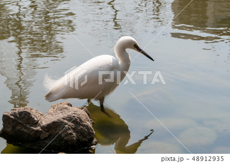 シラサギ　野鳥　鳥　池　狩 48912935
