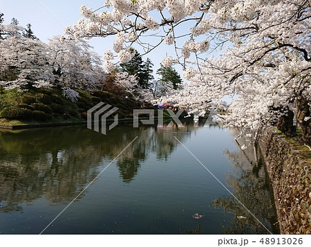 満開の桜とお堀 48913026