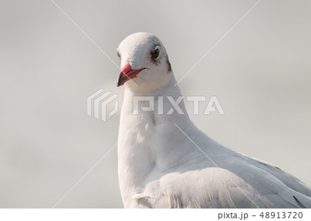 Close up of a seagull Close up of a seagull 48913720