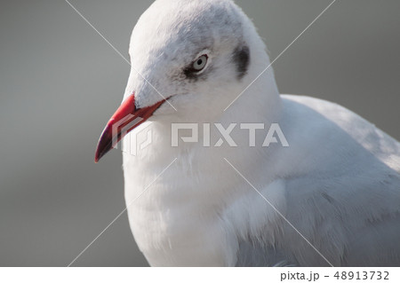 Close up of a seagull Close up of a seagull 48913732