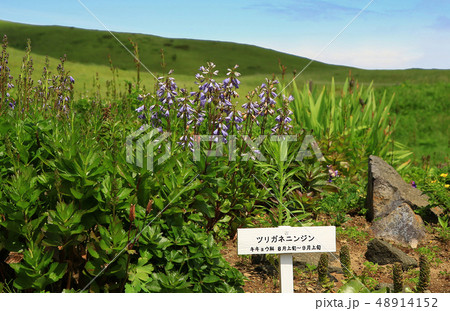 北海道　礼文島　高山植物園 48914152