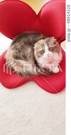 椅子に座るネコ 椅子に座るネコ 48914226