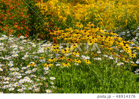 Flowers meadow in park 48914376