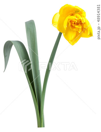 Narcissus Flower with Green Leaves 48914381