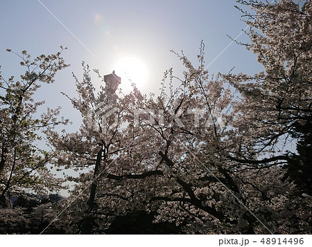 満開の桜と太陽 48914496