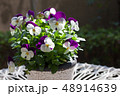 鉢植えのビオラ 48914639