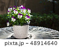 白と紫のビオラの鉢植え 48914640