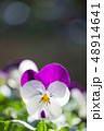 ビオラの花一輪アップ 48914641
