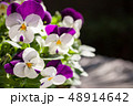 白と紫のビオラの花 48914642