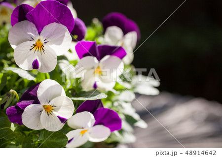 白と紫のビオラの花の写真素材