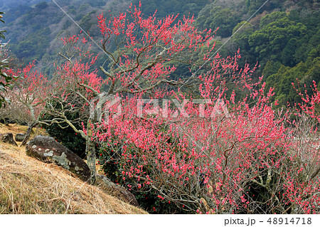 湯河原梅林29 48914718