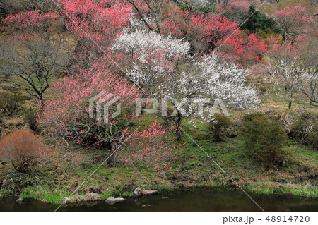 湯河原梅林30 48914720