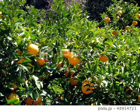 豊かに実る 48914721