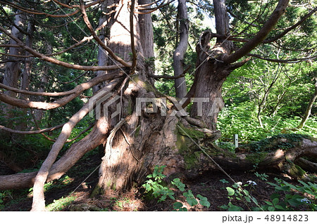 大佐渡石名天然杉 大佐渡石名天然杉 48914823