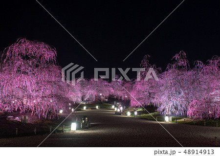 鈴鹿の森庭園の梅まつり~ライトアップ~ 鈴鹿の森庭園の梅まつり~ライトアップ~ 48914913