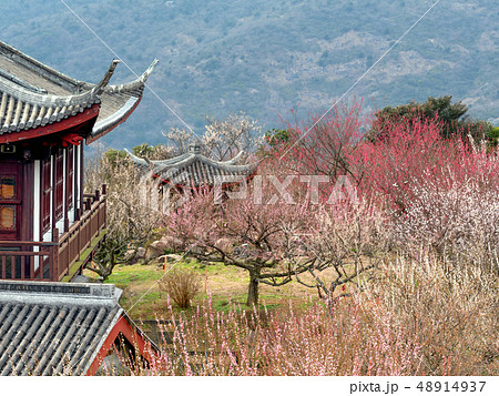 世界の梅公園 御津自然観察公園 世界の梅公園 御津自然観察公園 48914937