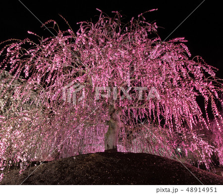 鈴鹿の森庭園の梅まつり～ライトアップ～ 48914951