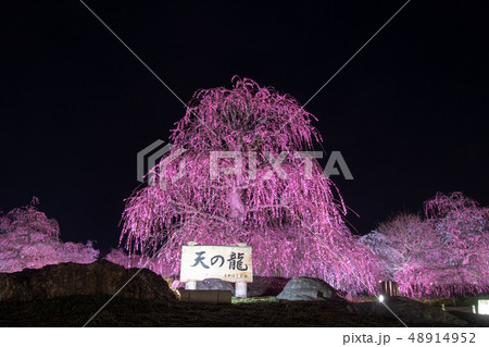 鈴鹿の森庭園の梅まつり～ライトアップ～ 48914952