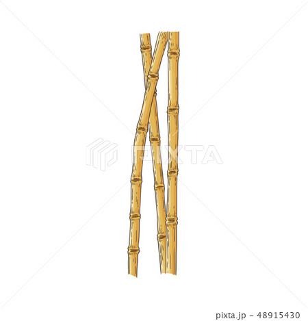 Bundle of brown bamboo sticks in sketch style isolated on white background. Bundle of brown bamboo sticks in sketch style isolated on white background. 48915430
