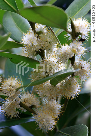 自然　植物　クロキ、三月中旬。満開の花、緑の葉の間から白いポンポンがたくさんのぞいています 48915705