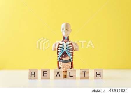 anatomy mannequin with internal organs 48915824