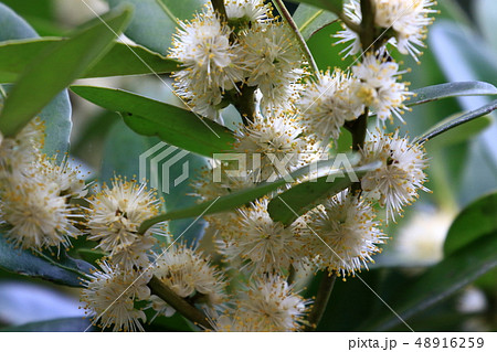 自然 植物 クロキ、三月中旬。満開の花、クロキのという名前は樹皮の色からついたそうです 自然 植物 クロキ、三月中旬。満開の花、クロキのという名前は樹皮の色からついたそうです 48916259